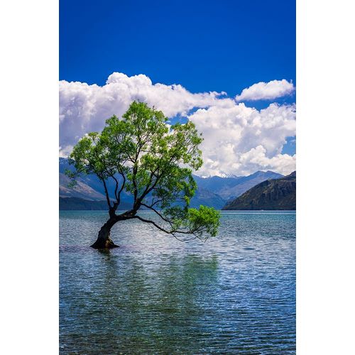Bishop, Russ 아티스트의 The Wanaka tree-Lake Wanaka-Otago-South Island-New Zealand작품입니다.